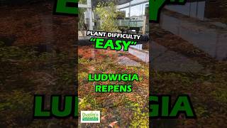 LUDWIGIA REPENS ABSOLUTELY STUNNING AQUARIUM PLANT FOR SALE aquarium fishtank aquariumplants [upl. by Ehttam]