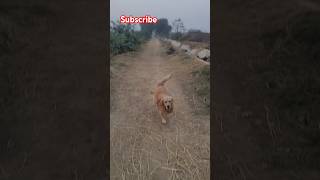 Bhola bhala ❤️🐶😋😁 trending doglover reel shortsviralvideo labrador goldenretrieverdogowner [upl. by Eugor]