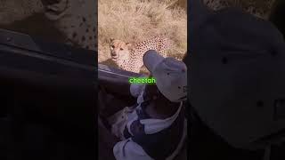 Lack of Motivation Learn from the Cheetah wisdef facts cheetah animals youtubeshorts [upl. by Jessica]