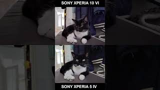 Camera Test Xperia 10 VI vs Xperia 5 IV shorts [upl. by Akiemahs]