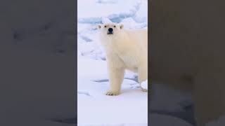 Les ours polaires  trésors de lArctique  PONANT [upl. by Townie]