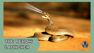 The Spitting Cobra A Deadly Secret Weapon [upl. by Laen]