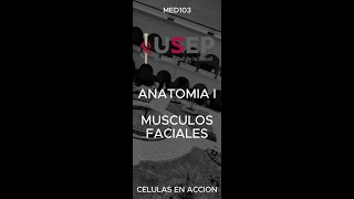 USEP MED103 MF ANATOMIA [upl. by Naesed]