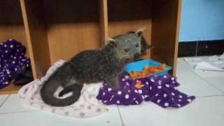 Baby Binturong Jawa Captive Breed hasil ternak [upl. by Lincoln]