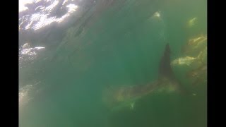 Great White off Chatham Mass underwater video [upl. by Nnylekoorb]