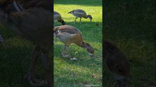 Egyptian goose goosling eats grass  Nilgans Gösseln fressen Gras Herrngarten Darmstadt [upl. by Leigh485]