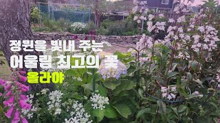 어울림 최고인 올라야Orlaya grandiflore 심어 보세요 [upl. by Beard323]