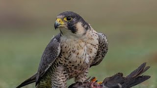 Falcon Predation Behavior Witness a Falcons Revenge [upl. by Crockett228]