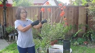 How to propagate Epidendrum [upl. by Burdelle352]