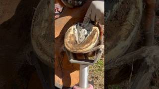 Applying Clay to a Horses Hoof hoof clay satisfying satisfyingvideo horsecare holistic [upl. by Asp]