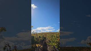 Autumn in the Napa Valley 🍂 vineyard viralvideo california usa colors art paradise [upl. by Enrol]