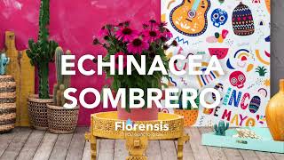 Florensis  Echinacea Sombrero® [upl. by Enhpad]