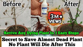 How To Revive Any Dying Plant in 3 Eazy Steps  Root Rot Treatment  Plants Issues And Solutions [upl. by Hiltner997]