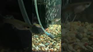 Quarantining Guppies Looking much better after meds [upl. by Swithin322]