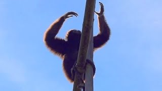 Gibbons Gesang am Morgen Gibbon Singing [upl. by Fricke]