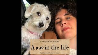 It’s a numbers’ game  A Pup In The Life ep 105 [upl. by Tybie]