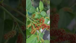 Mulberry tree getting more fruits [upl. by Ainslee722]