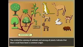 Morphological Evidence  Evidences of Evolution [upl. by Perot836]