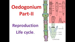 Oedogonium Part II Reproduction amp Life cylce [upl. by Suolhcin1]