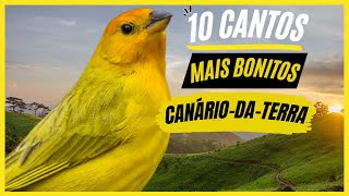 TOP 10 Cantos De quotCanárioDaTerraquot MAIS BONITOS e MELHORES  Pássaro Muito Popular No Brasil [upl. by Andriette]