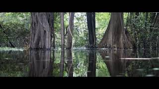 Sonidos reales del bosque inundado del amazonas [upl. by Bencion]