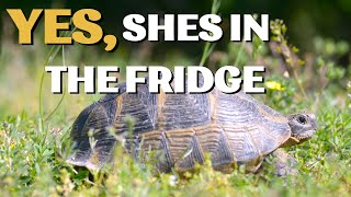 How to Hibernate a Tortoise  Fridge Method amp Jackson Ratio [upl. by Rock]