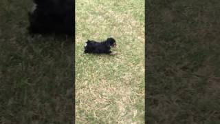 Female Teacup Morkie puppy for sale [upl. by Orpheus]