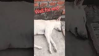 comedy funny comedyfilms funnycomedy doglover trading viralvideo views [upl. by Nnaarat442]