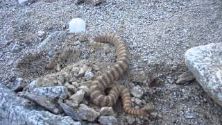 Tiger Rattlesnake in the Maricopa Mountains Arizona [upl. by Elletnahc]