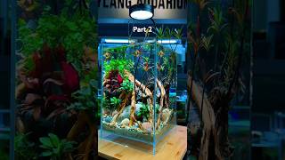 Part 2  How to set up a biotope aquarium This plant has the Vietnamese name Mi Nuong bettafish [upl. by Christoforo917]