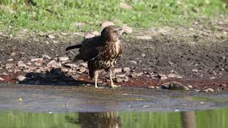 Bútio comum Buteo buteo [upl. by Hairacaz]