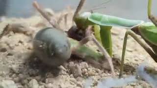 Mantis Vs Araña camello [upl. by Mamoun]