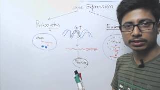 Difference between Prokaryotic and Eukaryotic Gene Expression [upl. by Irianat786]