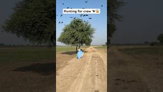 Hunting for crow bird 🐦‍⬛😱 hunting crow farmer farming hunter bat fly birds [upl. by Atnad320]