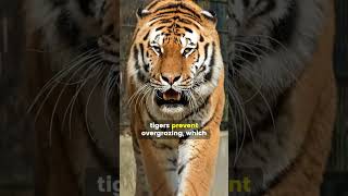 Why Tigers Are Important for the Ecosystem The Striped Truth [upl. by Iralav]