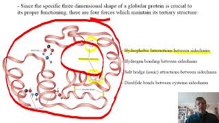 Biochemistry Lecture 7 [upl. by Tunk]