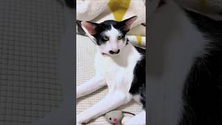 Cats lover funny cutespets cat cuteecats pets animals cute [upl. by Emiolhs]