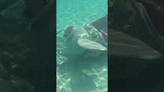 Snorkeling at Disney Castaway Cay disneycruise [upl. by Nim]