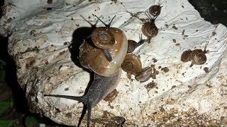 We Found a Family of ASIAN TRUMP SNAILS in Our Garden [upl. by Alecram75]