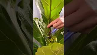 Cutting plants for new growth plants beautiful soilpot soiltypes farming propagation edit [upl. by Magnien]