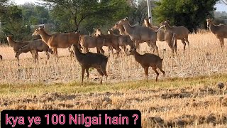 A Big Big Herd Of Nilgais How many Nilga in the herd  Tech earth wildlifeindia [upl. by Enrichetta]