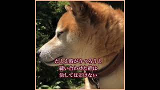 平井堅／いとしき日々よ・・・柴犬 [upl. by Rea]