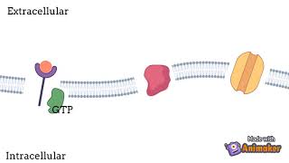 Olfactory transduction pathway [upl. by Reedy]