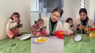 See this funny monkey Icy Is Eating Snack With Mommy cute monkey animals eating [upl. by Enneirda]