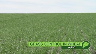 Grass Herbicides For Wheat 1045 Air Date 41518 [upl. by Weed107]