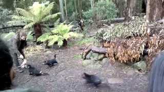 Tasmanian Devils Feeding Habits [upl. by Atem478]