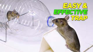 Best Humane RatMouse Trap Homemade  Biggest Rat Trap Ideas [upl. by Hardwick416]