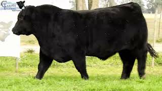 PAMPERITO  ANGUS NEGRO  SEMEX [upl. by Somisareg]