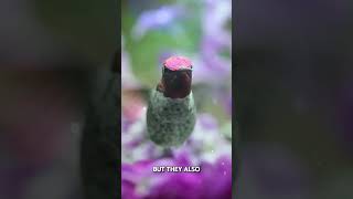 The Insane Flying Skills of Hummingbirds [upl. by Aileda]