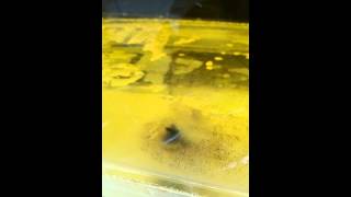 Bacteria growing in Gasoilne and Diesel Fuel Tanks By Archie Jost [upl. by Primalia]